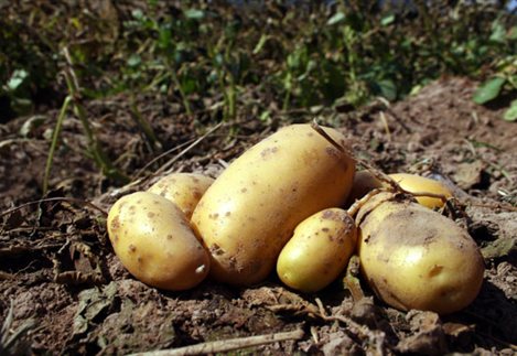Πατάτες με χρήση Magphos