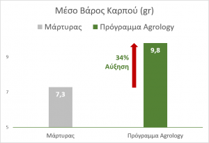 Εικόνα 2. Αύξηση Μέσου Βάρους Καρπών Ελιάς. Με την εφαρμογή του Προγράμματος Agrology, επιτεύχθηκε αύξηση του βάρους των καρπών κατά 2,5 gr (+ 34%), συγκριτικά με τον Μάρτυρα. 