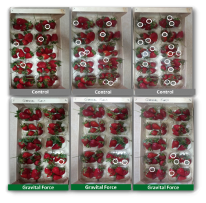 Εικόνα 2. Δείγμα καρπών φράουλας Μάρτυρα (επάνω) και Αποδεικτικού (Gravital Force), μετά από 5, 6 & 7 ημέρες (ξεκινώντας απο αριστερά τις εικόνες) συντήρηση εκτός ψυγείου (σε θερμοκρασία δωματίου).