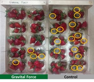 Εικόνα 6. Δείγμα καρπών φράουλας με εφαρμογή Gravital ® Force (αριστερά) και Μάρτυρα (δεξιά), 7 ημέρες μετά τη συγκομιδή με συντήρηση σε θερμοκρασία δωματίου. Οι κίτρινοι κύκλοι υποδηλώνουν περιοχές καρπών προσβεβλημένες από μυκητολογικές ασθένειες.