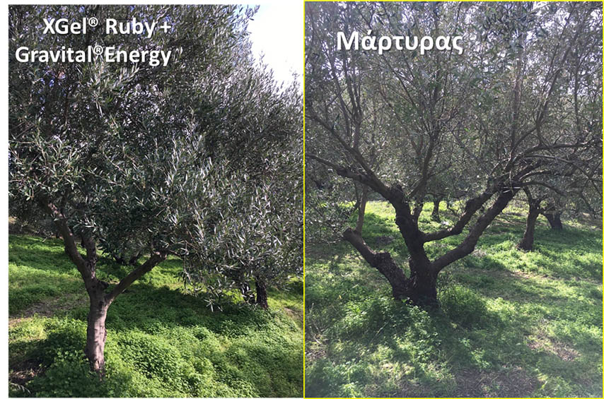 Εικόνα 5. Εικόνες Δέντρων από τον Μάρτυρα και την εφαρμογή Agrology