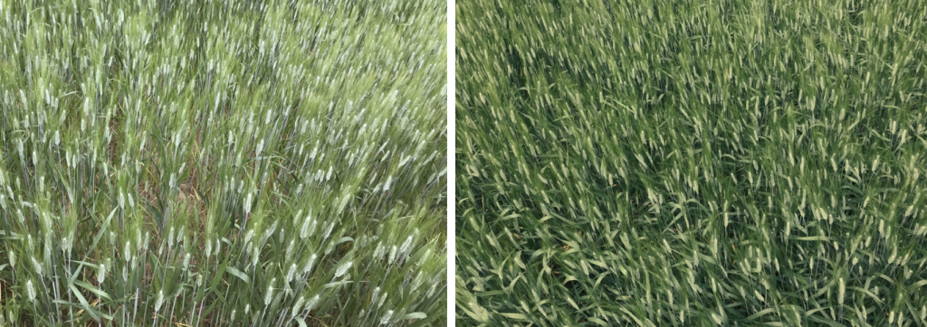 Εικόνα 5. Με την εφαρμογή του Προγράμματος Agrology (δεξιά), επετεύχθη αύξηση του αδελφώματος, συγκριτικά με τον Μάρτυρα (αριστερά).