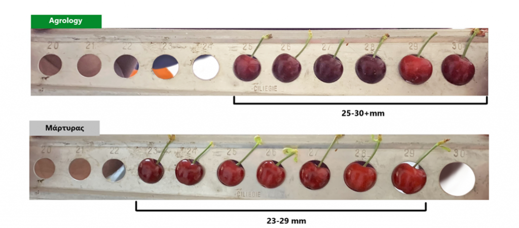 Εικόνα 6. Δείγμα Καρπών Κερασίας του Μάρτυρα (κάτω) και του Προγράμματος Agrology (επάνω), τοποθετημένα σε ειδική καλίμπρα μέτρησης διαμέτρου των καρπών.