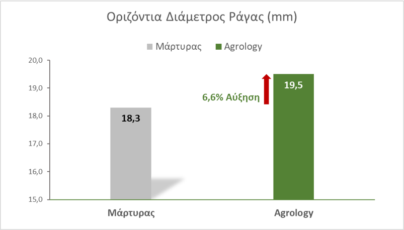 Εικόνα 11. Με την εφαρμογή του προγράμματος Agrology, επιτεύχθηκε αύξηση κατά 6,6% της οριζόντιας διαμέτρου της ράγας, συγκριτικά με τον Μάρτυρα.