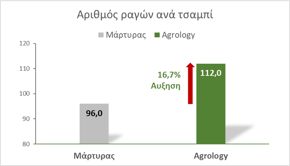 Εικόνα 15. Αριθμός Ραγών. Με την εφαρμογή του Προγράμματος Agrology, επιτεύχθηκε αύξηση αριθμού ραγών του τσαμπιού κατά 16,7%, συγκριτικά με τον Μάρτυρα.
