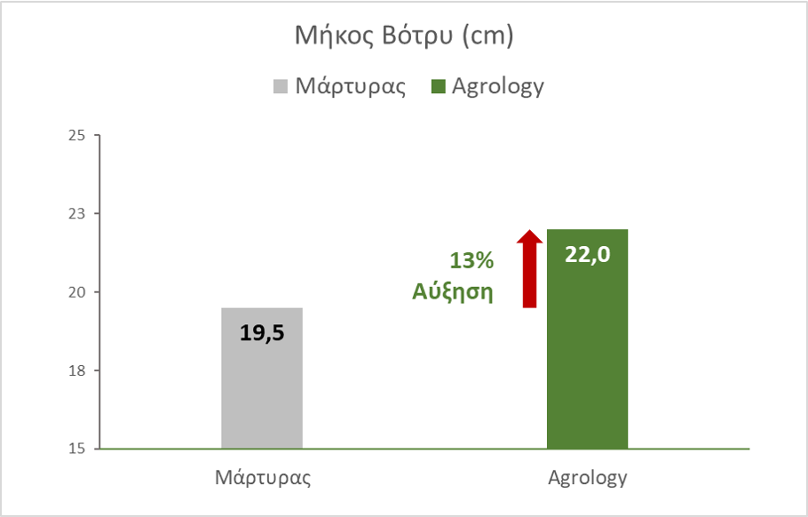 Εικόνα 2. Μήκος Βότρυ (cm). Με την εφαρμογή του προγράμματος Agrology, επετεύχθη αύξηση τoυ Mήκους Βότρυ κατά 2,5 cm (+13%), συγκριτικά με τον Μάρτυρα.